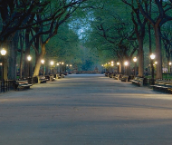 美国纽约大学